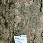 Zelkova serrata Casca