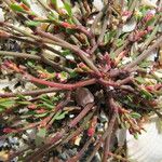 Polygonum raii その他の提案