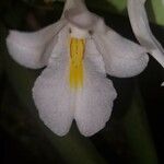 Rodriguezia bracteata Flor
