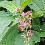 Oxyspora paniculata Blatt