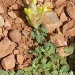 Scutellaria orientalis عادت داشتن