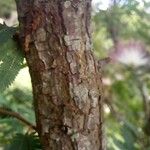 Calliandra selloi Corteccia