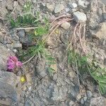 Oxytropis jacquinii Flor