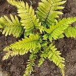 Polystichum polyblepharum Hoja
