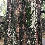 Pterocarpus indicus പുറംതൊലി