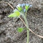 Myosotis sparsiflora Blodyn