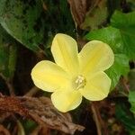 Camonea vitifolia Flor