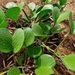 Ipomoea pes-caprae Leaf