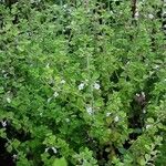 Clinopodium nepeta অভ্যাস