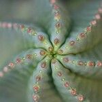 Euphorbia pulvinata Bark