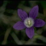 Githopsis pulchella फूल