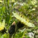 Hieracium berardianum Цвят