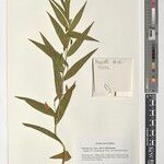 Gloriosa littonioides Other