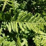 Polypodium californicum Hoja