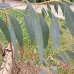 Eucalyptus viminalis Leaf