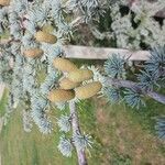 Cedrus atlanticaFruit