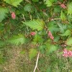 Neillia affinis Feuille