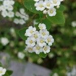 Spiraea chamaedryfoliaBlodyn