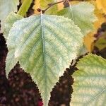 Betula populifolia Foglia