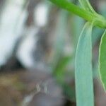 Dianthus hyssopifolius Hoja