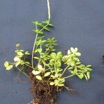 Peperomia tetraphylla Otro