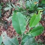 Picralima nitida Hoja