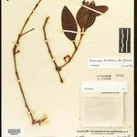 Phoradendron hexastichum