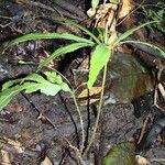 Helminthostachys zeylanica Habit