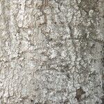 Quercus agrifolia Corteza