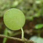Peperomia rotundifolia Hoja