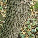 Hovenia dulcis Coajă