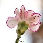 Dianthus caryophyllus ᱮᱴᱟᱜ