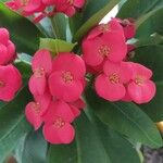 Euphorbia milii Blomst