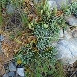 Lycopodium alpinum Elinympäristö