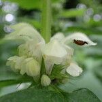 Lamium albumᱵᱟᱦᱟ