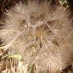 Tragopogon porrifolius Fruit