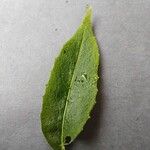 Hesperis matronalis Leaf