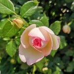 Rosa lucieae Flor