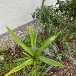 Ornithogalum arabicum Leaf