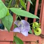 Sigmoidotropis speciosa Flower