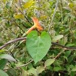 Ipomoea cristulata Leaf
