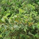 Grewia trichocarpa Hábito