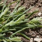 Sclerochloa dura Habit