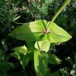 Zinnia elegans Blad