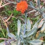 Kleinia fulgens Flower