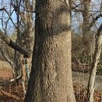 Carya cordiformis Bark