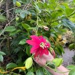 Passiflora manicata फूल