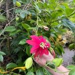 Passiflora manicata Flower