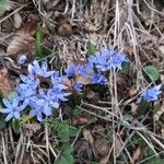 Scilla bifoliaFlor