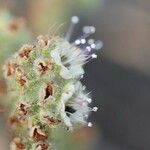 Phacelia ramosissima Çiçek